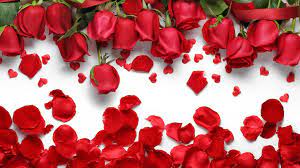Red Rose Petals Wallpaper Red Rose Petals Flower Download Flower Wallpaper