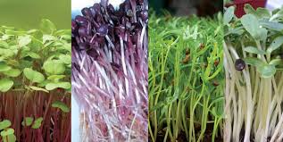 Image result for RAU MẦM CẢI XANH
