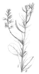 Image result for Stipularia