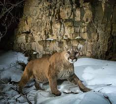 Pin By Omarreyes On Kiski Mountain Lion Prey Animals Wild Cats