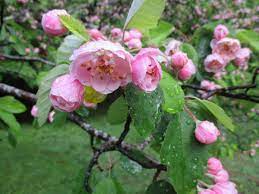 Maybe you would like to learn more about one of these? Brandywine Crabapple Fedco Trees