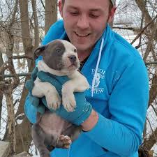 Educate tenants on their dog ownership with renting homes. Detroit Pit Crew Rescues Mother And Babies From Harsh Michigan Winter