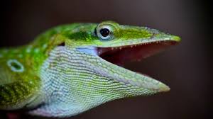 Image result for Afrosolen setifolius