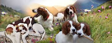 Image result for irský červenobílý setr