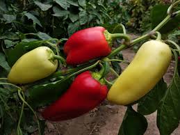 Image result for Capsicum baccatum