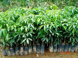 Image result for Hevea brasiliensis