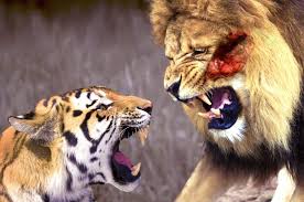 Tiger Vs Lion Real Fight Video Animals Fight Animals Wild Animals Attack Animal Attack