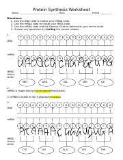 In transcription, segments of dna serve as templates to produce complementary rna molecules. Visual Protein Synthesis Worksheet Doc Protein Synthesis Worksheet Name Date Period Directions 1 Use The Dna Code To Create Your Mrna Code 2 Use The Course Hero
