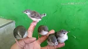 Rp 250.000 jual burung ciblek semi. Ciblek Semi Ngalung Tanpa Kroto