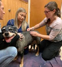 Lovan care animal clinic provides animal health services for dogs, cats, and equine. Client Reviews Ofanimal Hospital Of Ovilla 75154 Animal Hospital Of Ovilla