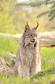 Check out the new schedule and scores from past games. Ein Kanadischer Luchs Lynx Canadensis Mit Prominenten Ohr Getufteter Sieht Kamera Nach Rechts Focus Augen 12mp Kamera Aufgenommen An Einem Spiel Bauernhof Lizenzfreie Fotos Bilder Und Stock Fotografie Image 460109
