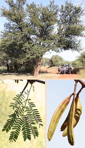 Image result for Acacia robusta