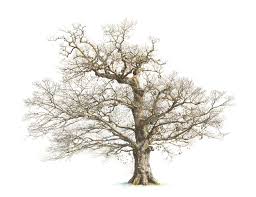We did not find results for: Why I Draw Oaks International Oak Society Oak Tree Drawings Oak Tree Tattoo Tree Drawing