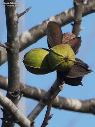 Image result for Carya illinoinensis