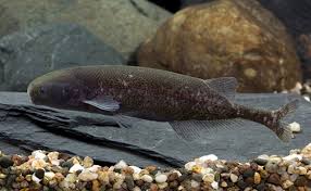 Baby Whale Brienomyrus Brachyistius Baby Whale Whale Tropical Fish