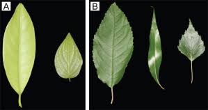 Image result for leaf margin entire