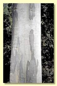 Image result for Eucalyptus saligna