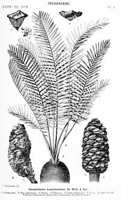 Image result for Coleotrype laurentii