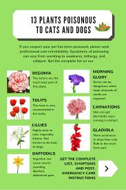 If you want to my husband was violently allergic to cats (his face would swell up if he walked into a house where a cat. Nhv Blog Poisonous Plants To Pets Tips On Pet Allergies Benadryl For Cats Diarrhea In Dogs What Cats Can Eat