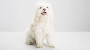 14 Small White Dog Breeds Fluffy Little White Dogs