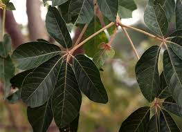 Image result for Manniophyton