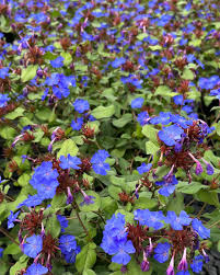 Image result for Argyrolobium stolzii