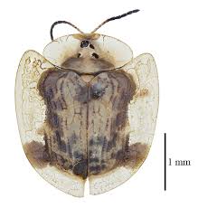 Image result for Microstegium fasciculatum