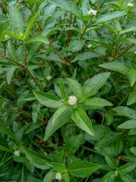 Image result for Eclipta prostrata