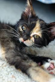 Cats Catzen Guzel Kediler Sevimli Hayvan Yavrulari Sevimli Kediler
