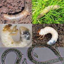 Control Of Garden Pests Using Nematodes
