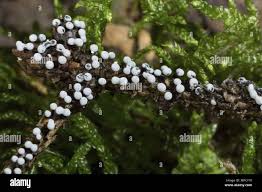 Image result for Melanospermum