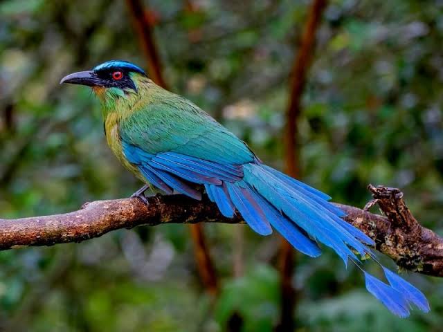 Descubre las aves del santuario nacional de Machu Picchu.