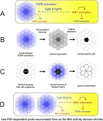 It's a face not a mask. Netlogo Agent Based Models As Tools For Understanding The Self Organization Of Cell Fate Morphogenesis And Collective Migration Of The Zebrafish Posterior Lateral Line Primordium Sciencedirect