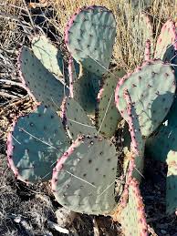 Image result for Halopegia azurea