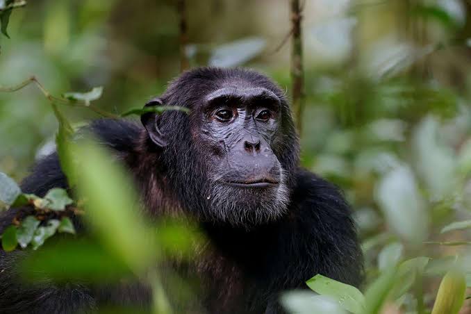 Savannah of Queen Elizabeth National Park on the Rwanda to Uganda circuit