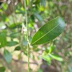 Image result for Secamone alpini