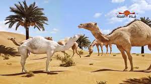 لماذا دعانا الله بالنظر الى الأبل معلومات رائعة عن الجمل جمل youtube