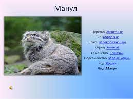 | один манул #гороскоп #юмор #животные #врек #знакизодиака #likeme #followme Manul