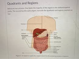 It's important to know these abdominal regions and quadrants, as they will help provide you with a point of reference when discussing the human body. Solved Quadrants And Regions Below Are Two Pictures One Chegg Com