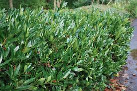 Otto luyken laurel, a perfect evergreen shrub is a dwarf form of english cherry laurel with creamy white flower on bright glossy foliage. Prunus Laurocerasus Otto Luyken Let S Go Planting