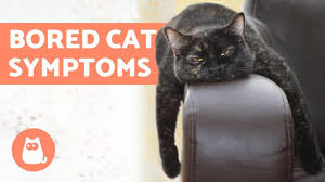 If there's a new cat in the house, make sure you properly introduce the two of them. 5 Symptoms Of A Bored Cat And What To Do Youtube