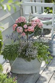 Alte Zink Wanne Bepflanzt Mit Rosa Bild Kaufen 12180290 Friedrich Strauss Gartenbildagentur Zinkwanne Bepflanzen Krautergarten Design Pflanzen