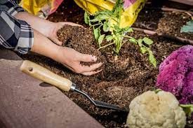 Maybe you would like to learn more about one of these? Potting Mix Vs Raised Bed Soil Kellogg Garden Organics