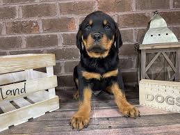 Look at pictures of rottweiler puppies who need a home. Rottweiler Puppies Petland Knoxville