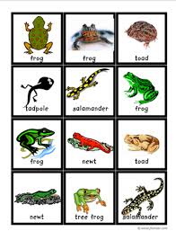 Pin By Tricia Stohr Hunt On Animals Amphibians Activities Amphibians Reptiles Activities