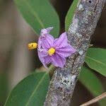 Image result for Solanum campylacanthum 'incanum type'