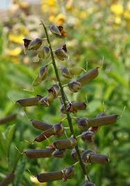 Image result for Crotalaria rhodesiae