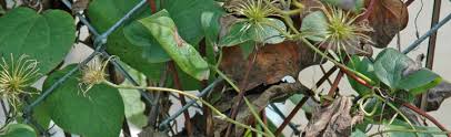 Check spelling or type a new query. Clematis Stem Wilt Melinda Myers