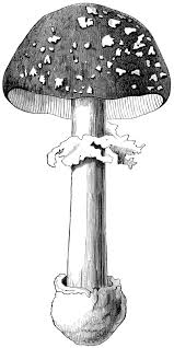 Black And White Mushroom Drawing Free Vintage Image Mushrooms Page And Clip Art Clip Art Vintage Vintage Illustration Antique Illustration