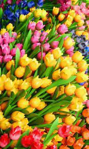 We did not find results for: Sign In Beautiful Flowers Beautiful Rose Flowers Beautiful Flowers Photos